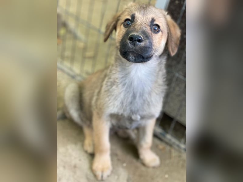 Cordon, geb. ca. 08/2025, lebt in GRIECHENLAND, auf einer privaten Pflegestelle