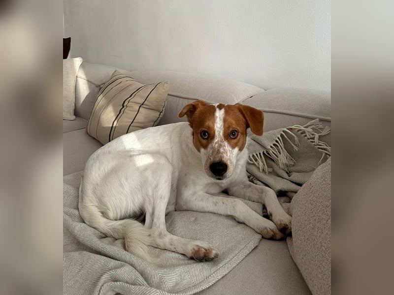 Benschi, geb. ca. 01/2025, lebt auf einer Pflegestelle in 60528 Frankfurt