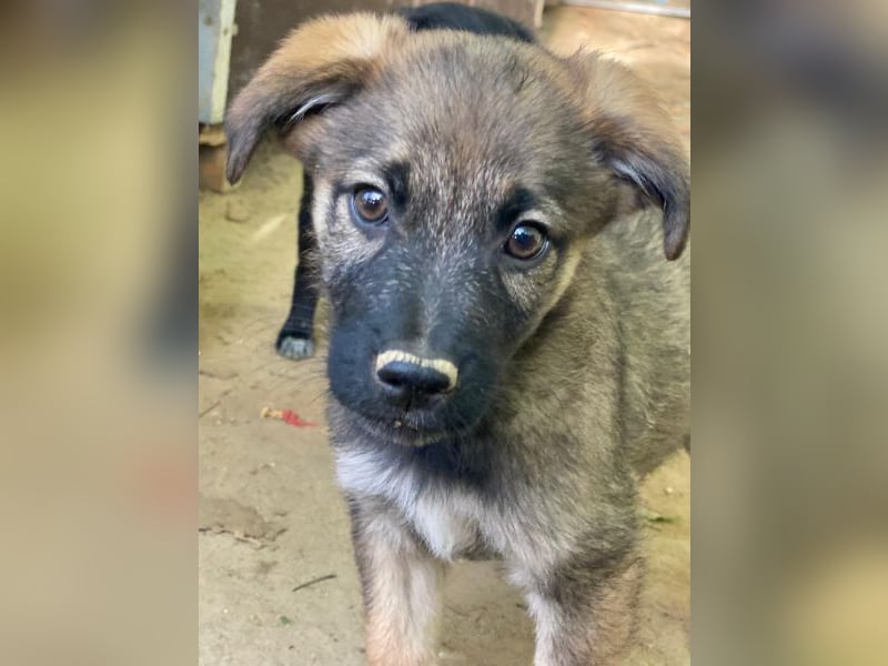 Fondue, geb. ca. 08/2025, lebt in GRIECHENLAND, auf einer privaten Pflegestelle