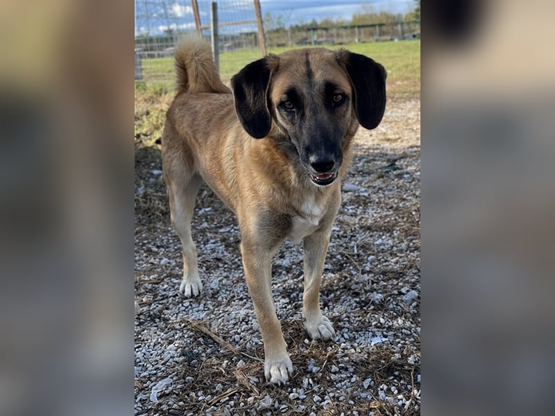 Fritz, geb. ca. 05/2022, lebt in GRIECHENLAND, im städt. Tierheim Serres