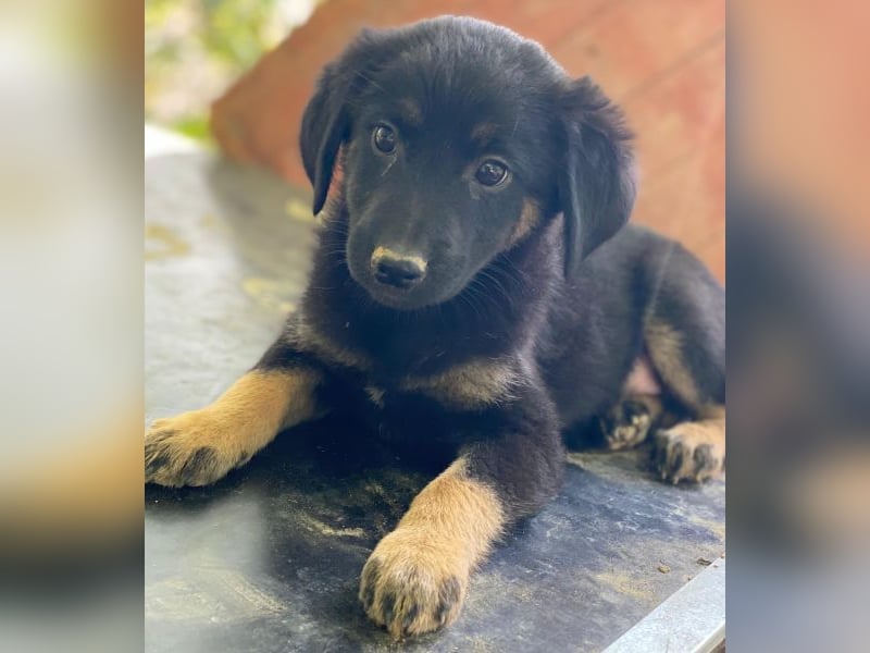 Soufflé, geb. ca. 08/2025, lebt in GRIECHENLAND, auf einer privaten Pflegestelle