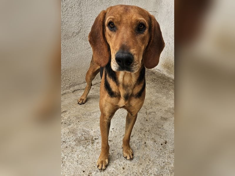 Draven, geb. ca. 11/2024, lebt in GRIECHENLAND, im städt. Tierheim Serres