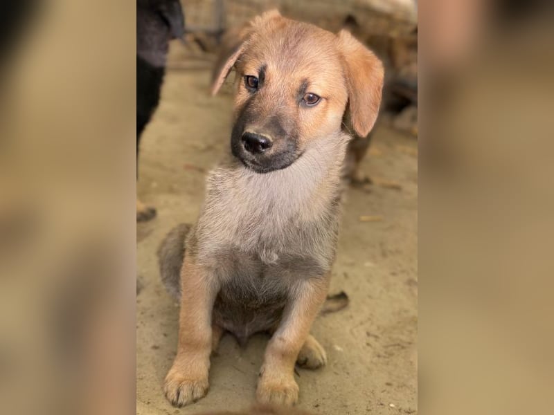 Cordon, geb. ca. 08/2025, lebt in GRIECHENLAND, auf einer privaten Pflegestelle