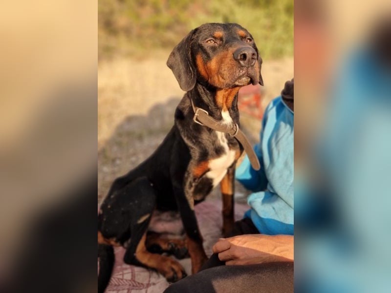 Sigma, geb. ca. 04/2024, lebt in GRIECHENLAND, im städt. Tierheim Serres Sigma, geb. ca. 04/2024, lebt in GRIECHENLAND, im städt. Tierheim Serres