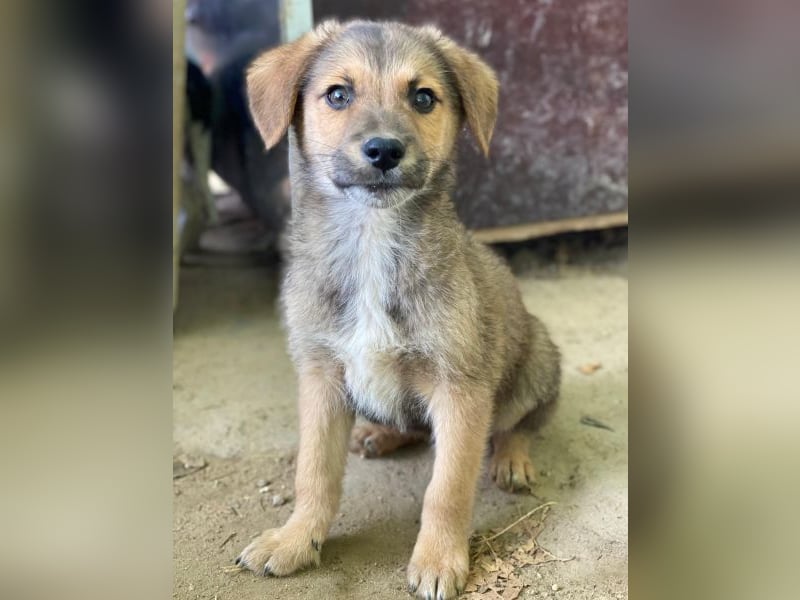 Trüffel, geb. ca. 08/2025, lebt in GRIECHENLAND, auf einer privaten Pflegestelle