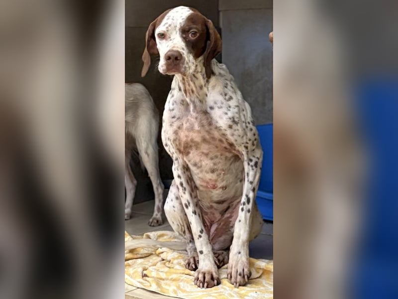 Acira, geb. ca. 04/2023, lebt in GRIECHENLAND, im städt. Tierheim Serres