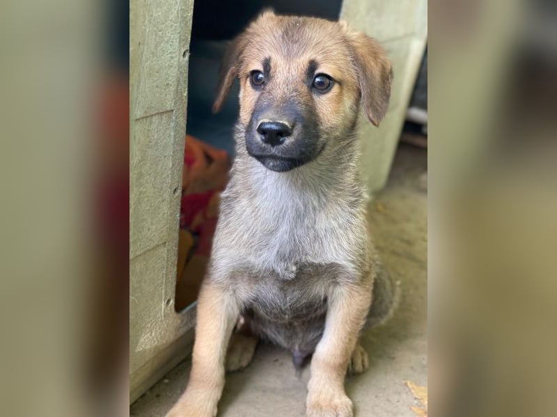 Cordon, geb. ca. 08/2025, lebt in GRIECHENLAND, auf einer privaten Pflegestelle