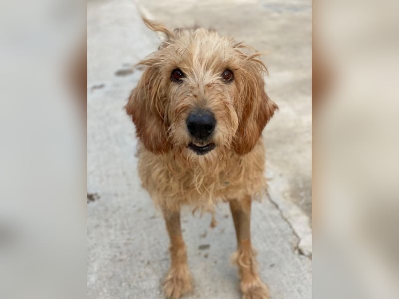 Carella, geb. ca. 10/2022, lebt in GRIECHENLAND, im städt. Tierheim Serres