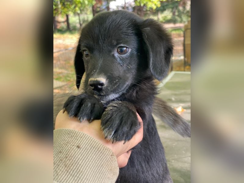 Macaron, geb. ca. 08/2025, lebt in GRIECHENLAND, auf einer privaten Pflegestelle