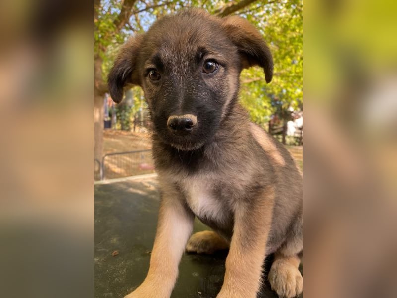 Fondue, geb. ca. 08/2025, lebt in GRIECHENLAND, auf einer privaten Pflegestelle