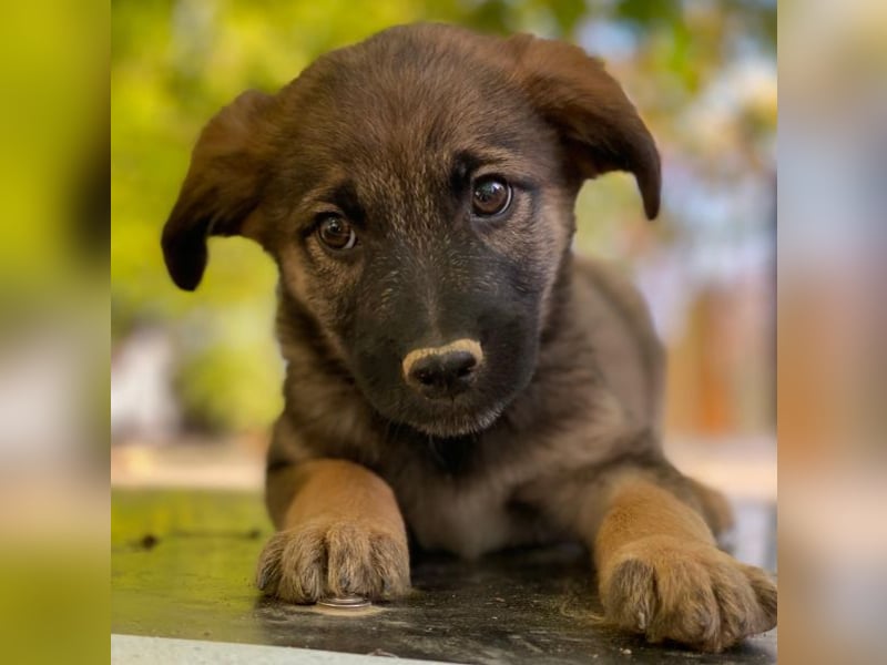 Fondue, geb. ca. 08/2025, lebt in GRIECHENLAND, auf einer privaten Pflegestelle