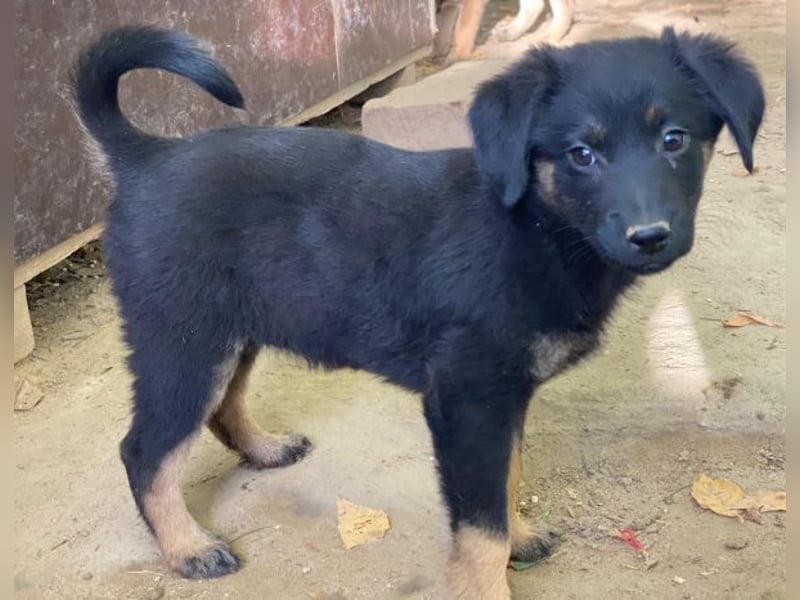 Soufflé, geb. ca. 08/2025, lebt in GRIECHENLAND, auf einer privaten Pflegestelle