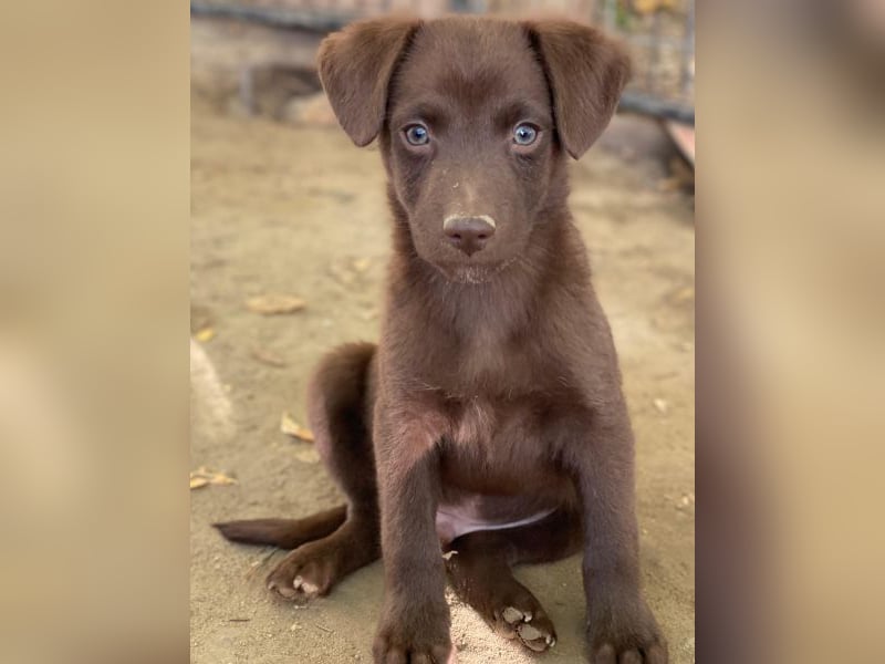 Dijon, geb. ca. 08/2025, lebt in GRIECHENLAND, auf einer privaten Pflegestelle