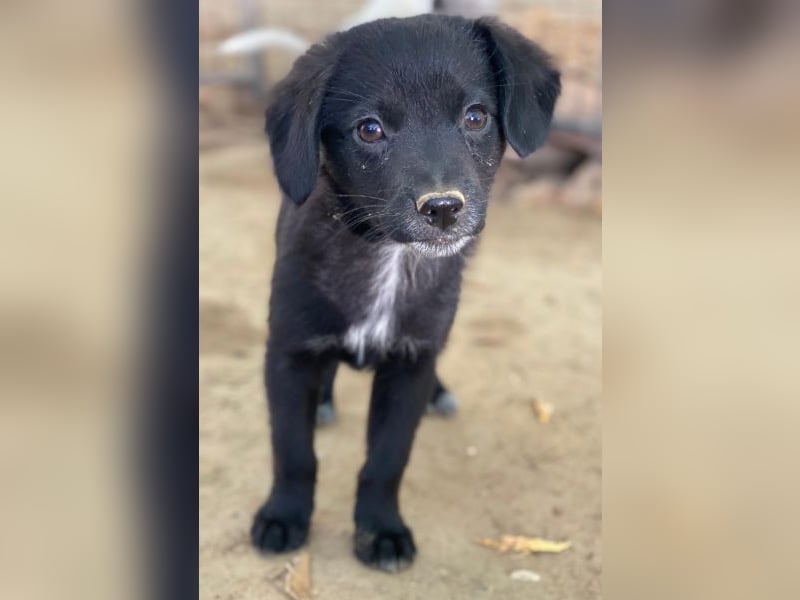 Macaron, geb. ca. 08/2025, lebt in GRIECHENLAND, auf einer privaten Pflegestelle