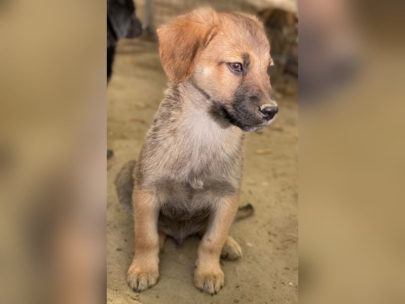 Cordon, geb. ca. 08/2025, lebt in GRIECHENLAND, auf einer privaten Pflegestelle