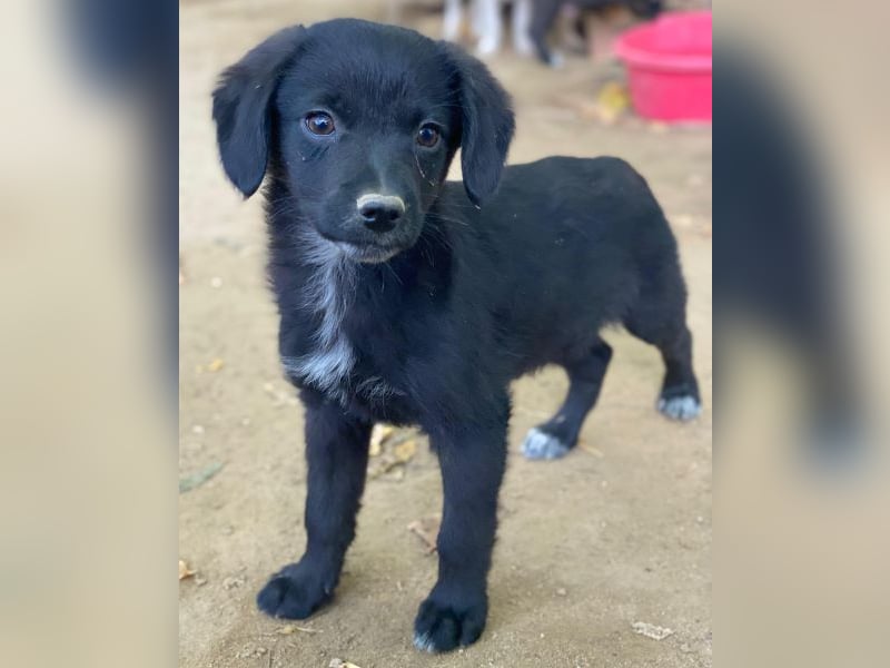 Macaron, geb. ca. 08/2025, lebt in GRIECHENLAND, auf einer privaten Pflegestelle