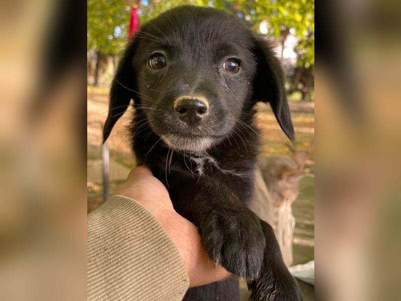 Macaron, geb. ca. 08/2025, lebt in GRIECHENLAND, auf einer privaten Pflegestelle