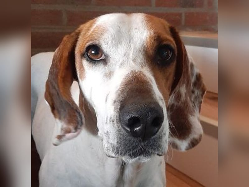 Zack, geb. ca. 10/2022, lebt auf einer Pflegestelle in 23556 Lübeck