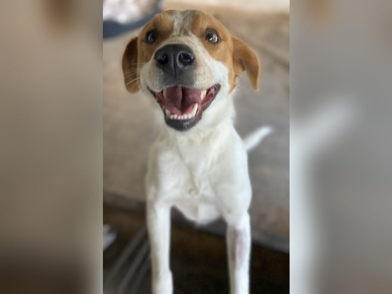 Benschi, geb. ca. 01/2025, lebt auf einer Pflegestelle in 60528 Frankfurt