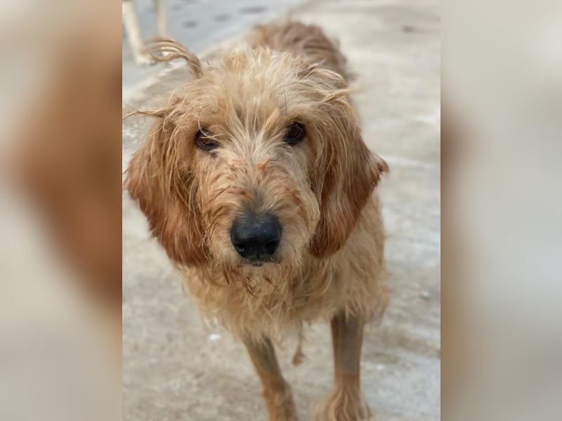 Carella, geb. ca. 10/2022, lebt in GRIECHENLAND, im städt. Tierheim Serres