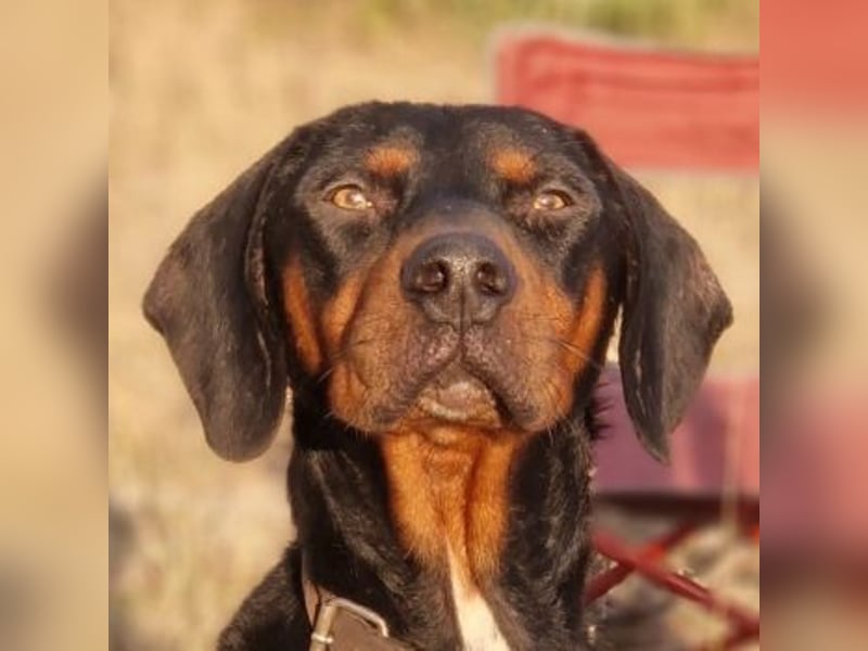 Sigma, geb. ca. 04/2024, lebt auf einer Pflegestelle in 50997 Köln