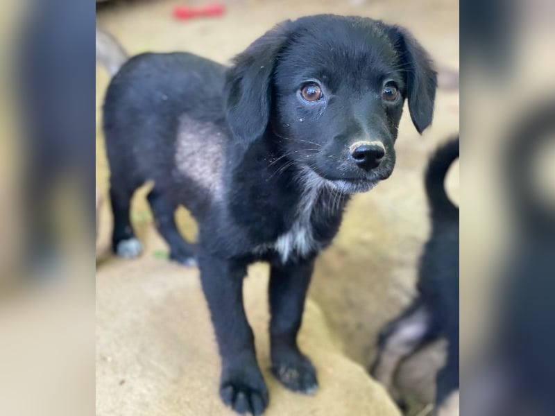 Macaron, geb. ca. 08/2025, lebt in GRIECHENLAND, auf einer privaten Pflegestelle