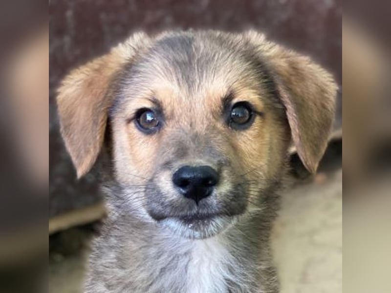 Trüffel, geb. ca. 08/2025, lebt in GRIECHENLAND, auf einer privaten Pflegestelle