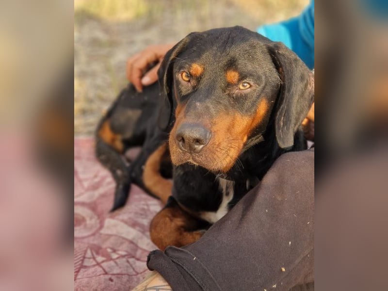 Sigma, geb. ca. 04/2024, lebt auf einer Pflegestelle in 50997 Köln