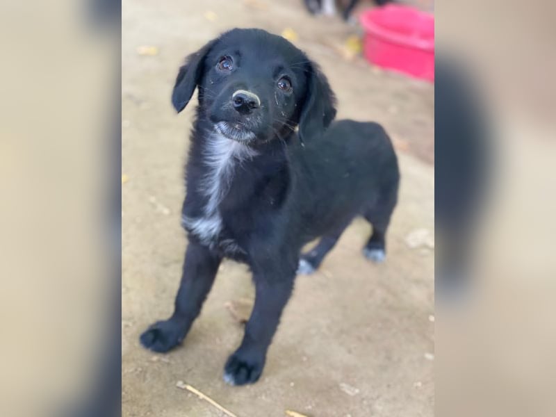 Macaron, geb. ca. 08/2025, lebt in GRIECHENLAND, auf einer privaten Pflegestelle