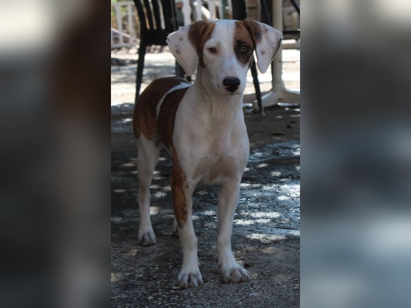 Nivara, geb. ca. 11/2024, lebt in GRIECHENLAND, auf einer privaten Pflegestelle