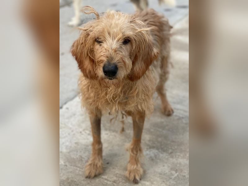 Carella, geb. ca. 10/2022, lebt in GRIECHENLAND, im städt. Tierheim Serres