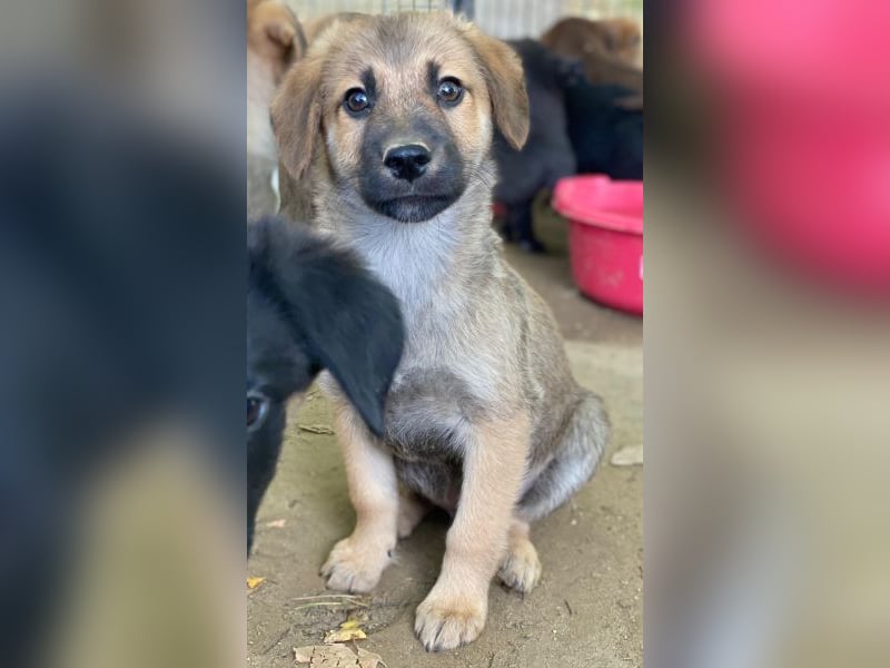 Cordon, geb. ca. 08/2025, lebt in GRIECHENLAND, auf einer privaten Pflegestelle