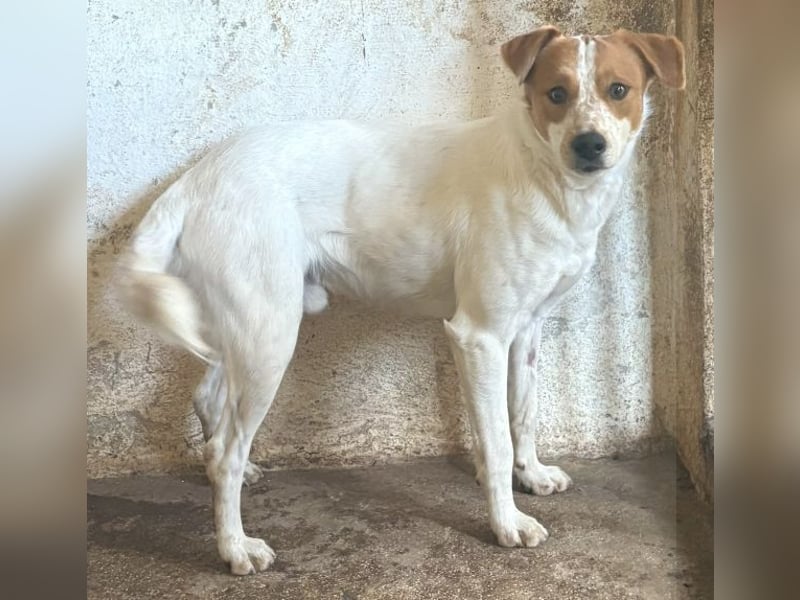 Benschi, geb. ca. 01/2025, lebt auf einer Pflegestelle in 60528 Frankfurt