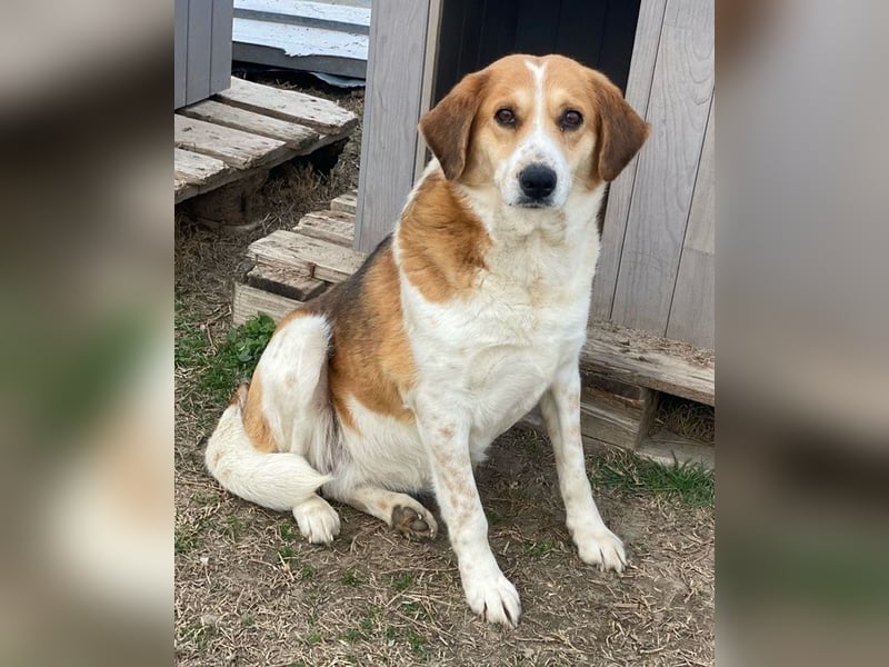 Katja, geb. ca. 12/2019, lebt in GRIECHENLAND, im städt. Tierheim Serres