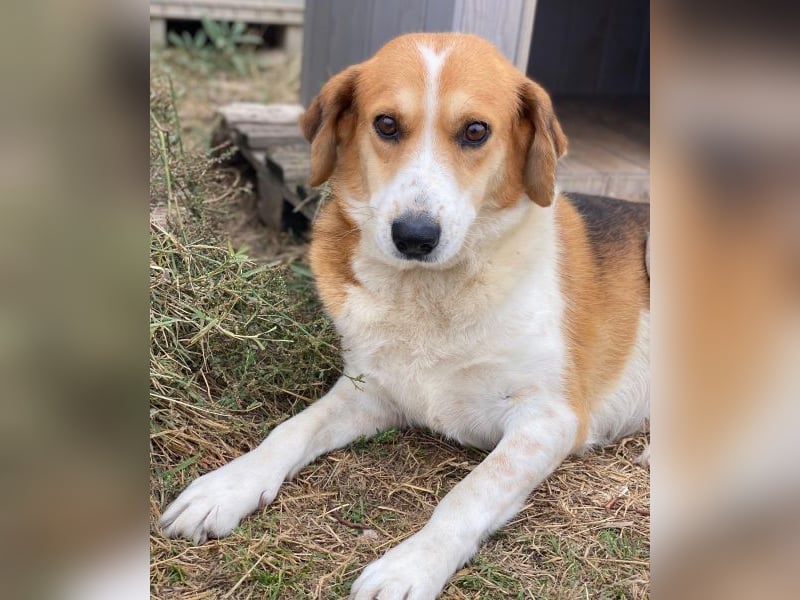 Katja, geb. ca. 12/2019, lebt in GRIECHENLAND, im städt. Tierheim Serres