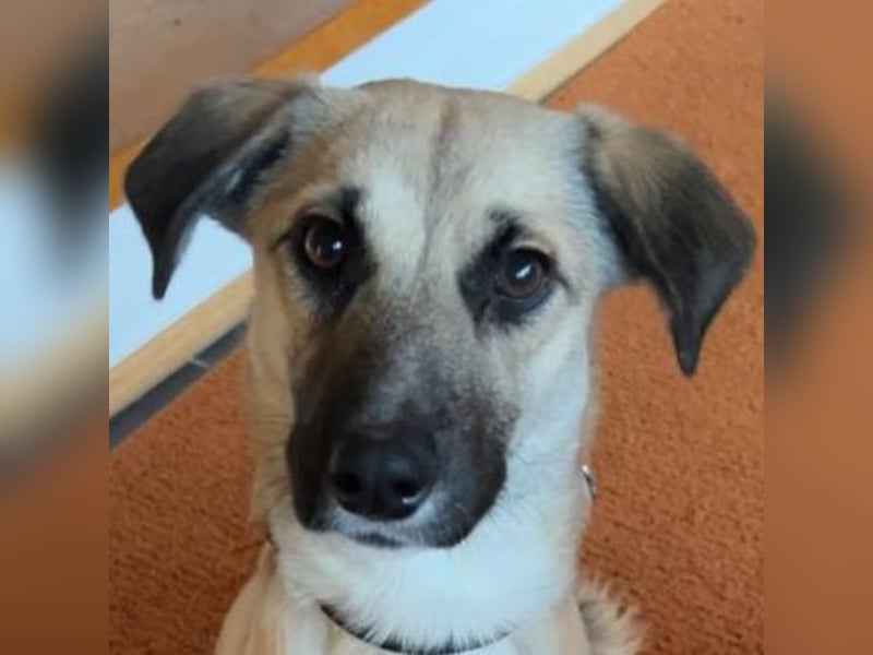 Fary, geb. ca. 02/2024, lebt auf einer Pflegestelle in 58332 Schwelm