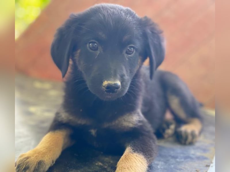 Soufflé, geb. ca. 08/2025, lebt in GRIECHENLAND, auf einer privaten Pflegestelle