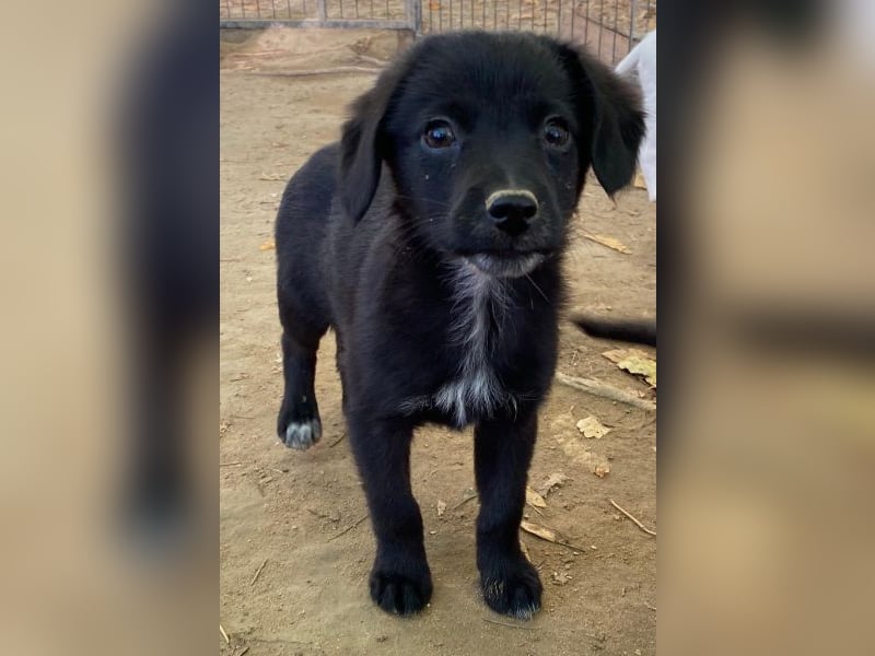 Macaron, geb. ca. 08/2025, lebt in GRIECHENLAND, auf einer privaten Pflegestelle