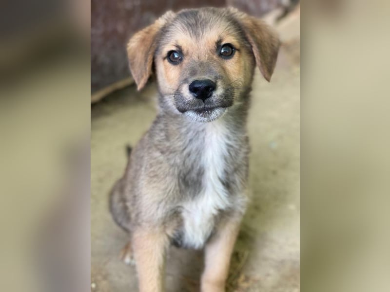 Trüffel, geb. ca. 08/2025, lebt in GRIECHENLAND, auf einer privaten Pflegestelle