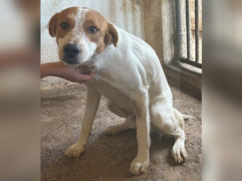 Benschi, geb. ca. 01/2025, lebt auf einer Pflegestelle in 60528 Frankfurt