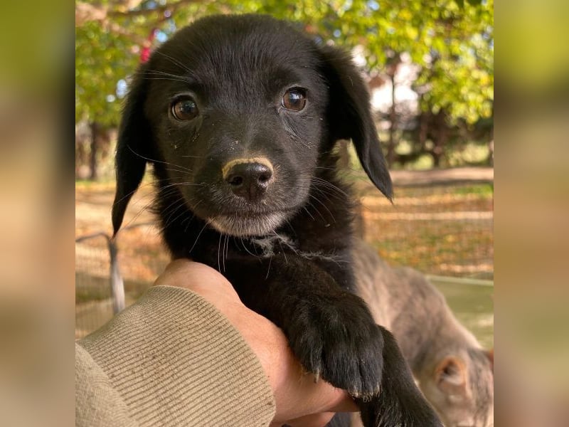 Macaron, geb. ca. 08/2025, lebt in GRIECHENLAND, auf einer privaten Pflegestelle