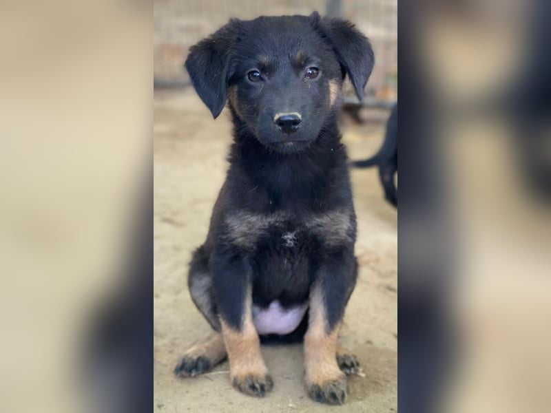 Soufflé, geb. ca. 08/2025, lebt in GRIECHENLAND, auf einer privaten Pflegestelle