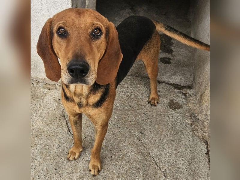 Draven, geb. ca. 11/2024, lebt in GRIECHENLAND, im städt. Tierheim Serres