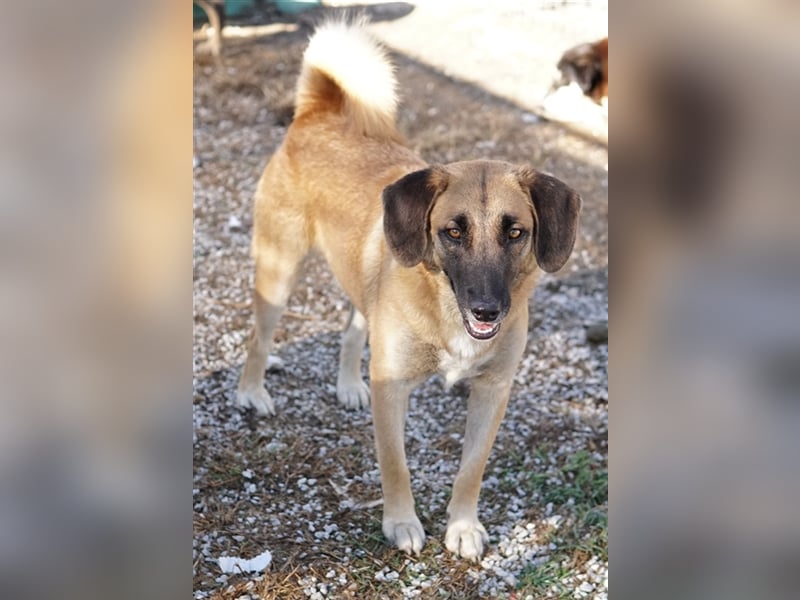 Fritz, geb. ca. 05/2022, lebt in GRIECHENLAND, im städt. Tierheim Serres