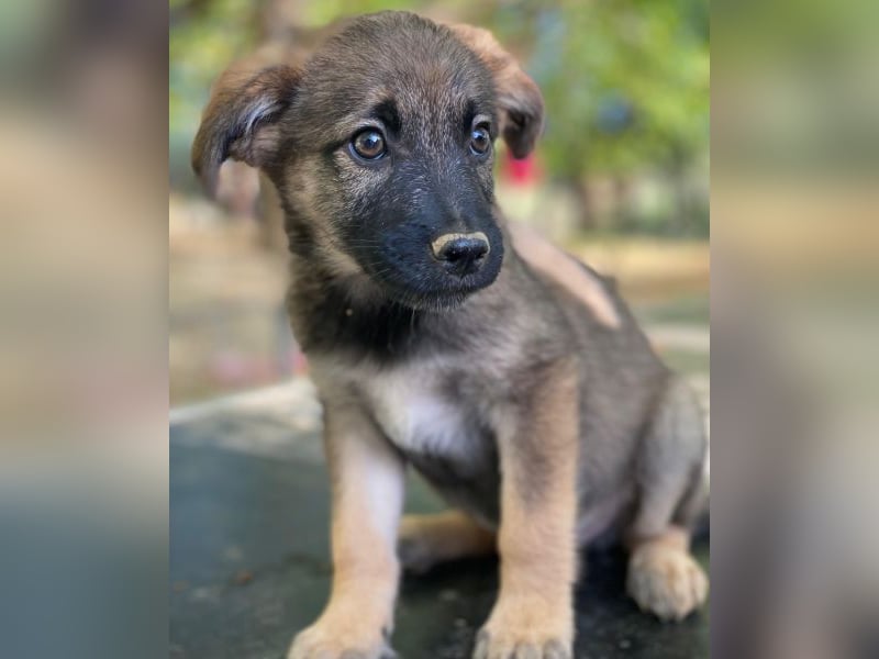 Fondue, geb. ca. 08/2025, lebt in GRIECHENLAND, auf einer privaten Pflegestelle