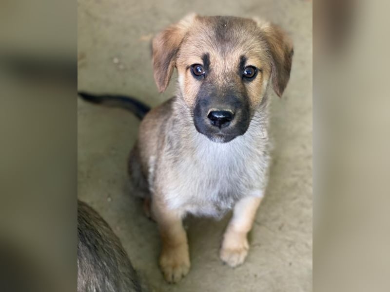 Cordon, geb. ca. 08/2025, lebt in GRIECHENLAND, auf einer privaten Pflegestelle