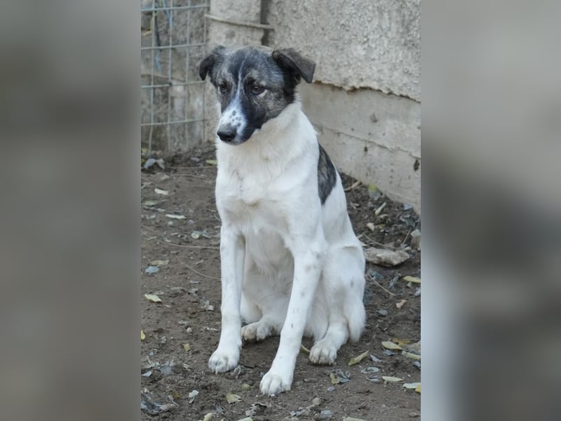 Ranja, geb. ca. 11/2023, lebt in GRIECHENLAND, auf einer privaten Pflegestelle