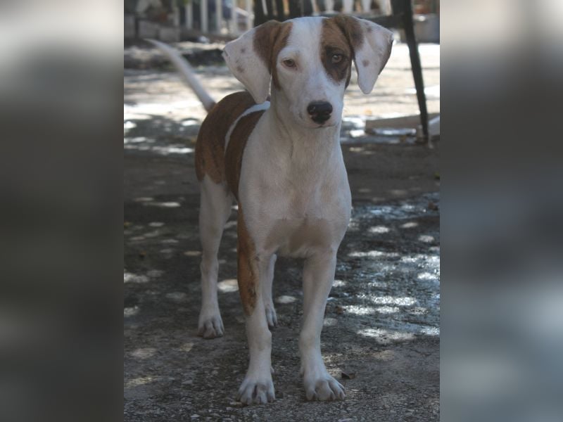 Nivara, geb. ca. 11/2024, lebt in GRIECHENLAND, auf einer privaten Pflegestelle