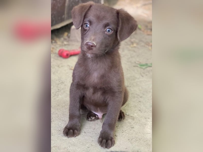 Dijon, geb. ca. 08/2025, lebt in GRIECHENLAND, auf einer privaten Pflegestelle