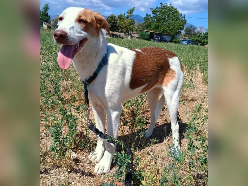 Doria, geb. ca. 12/2024, lebt in GRIECHENLAND, auf einer privaten Pflegestelle